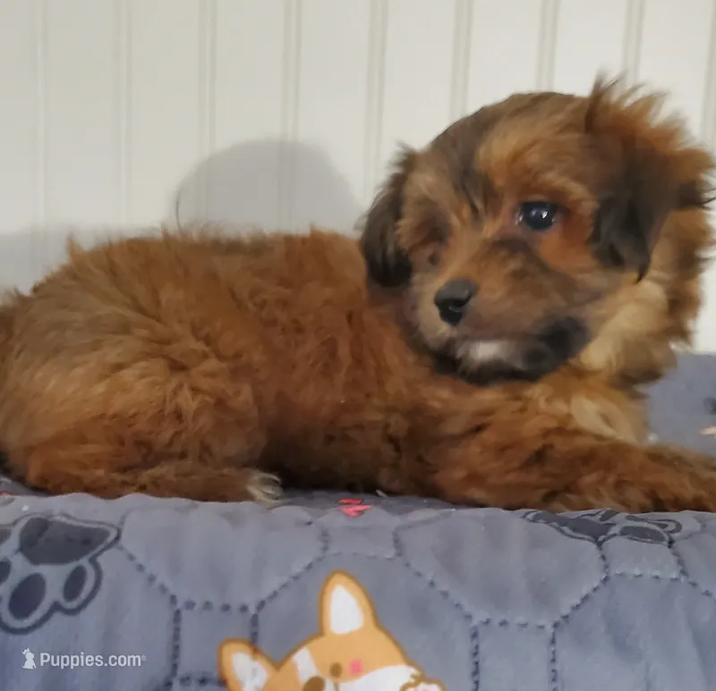 Akc Red Rosie  – Havanese puppy for sale in Olean, NY