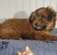 Akc Intime Aka Rosie Watch Video , a female Havanese for sale in Olean, NY – 7 of 9