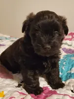 Black Cherry Havapoo , a female Havapoo for sale in Olean, NY – 4 of 10