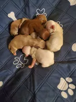 Akc Jingle/Jangle white boys, a male Havanese for sale in Olean, NY – Photo 2 of 10