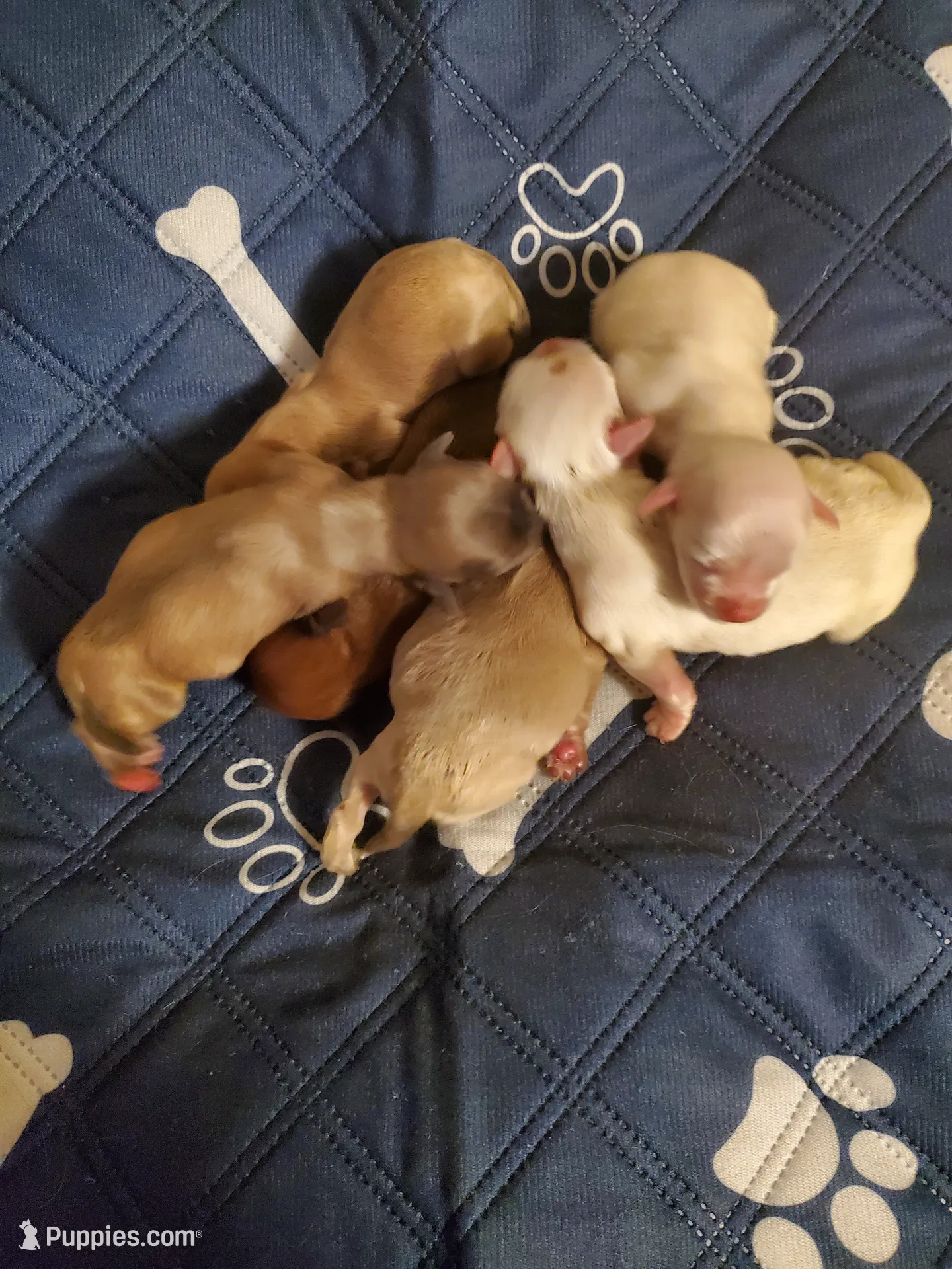 Akc Jingle/Jangle white boys, a male Havanese for sale in Olean, NY – Photo 8 of 10