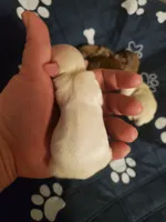 Akc Jingle/Jangle white boys, a male Havanese for sale in Olean, NY – Photo 5 of 10