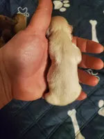 Akc Jingle/Jangle white boys, a male Havanese for sale in Olean, NY – Photo 6 of 10