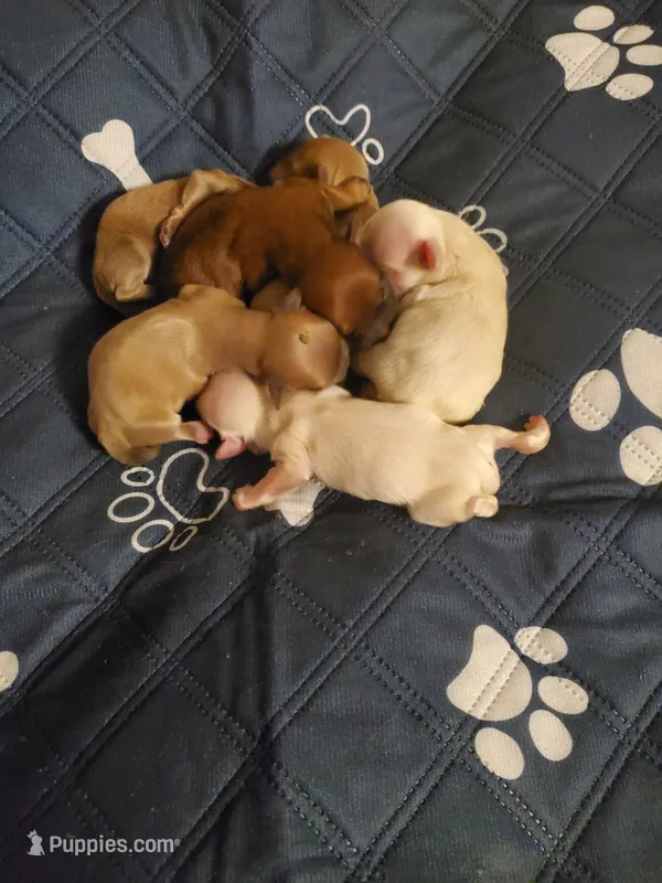 Akc Jingle/Jangle white boys