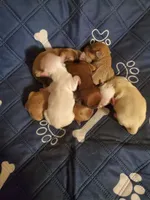 Akc Jingle/Jangle white boys, a male Havanese for sale in Olean, NY – Photo 4 of 10