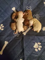 Akc Jingle/Jangle white boys, a male Havanese for sale in Olean, NY – Photo 3 of 10