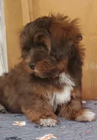 Akc Ch.Grt. Gr.Sr. Red Sable , a male Havanese for sale in Olean, NY – 2 of 8