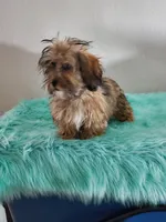 Havashu Sable, a female Havanese and Shih Tzu for sale in Olean, NY – Photo 7 of 8