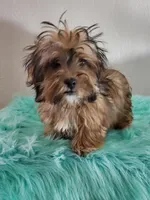 Havashu Sable, a female Havanese and Shih Tzu for sale in Olean, NY – Photo 5 of 8