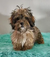 Havashu Sable, a female Havanese and Shih Tzu for sale in Olean, NY – Photo 3 of 8