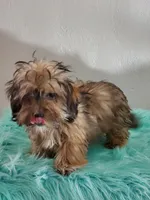 Havashu Sable, a female Havanese and Shih Tzu for sale in Olean, NY – Photo 2 of 8