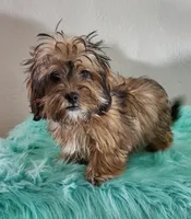 Havashu Sable, a female Havanese and Shih Tzu for sale in Olean, NY – Photo 1 of 8