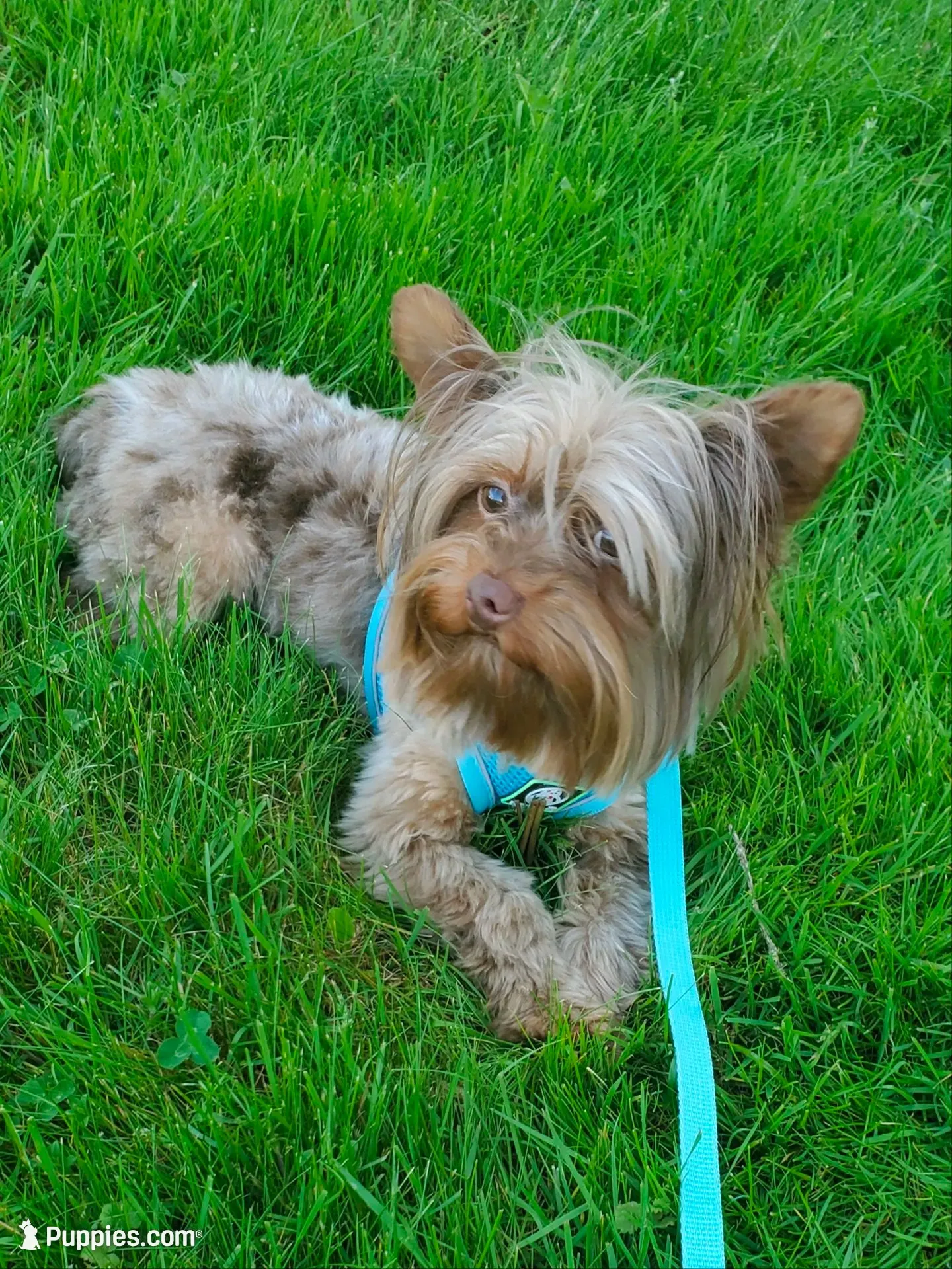 Fathers Day Special Chocolate Merle $950.00, a male Yorkshire Terrier for sale in Olean, NY – 2 of 9