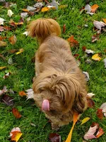 Akc ChGrCh Pedigree Reds , a  Havanese for sale in Olean, NY – 10 of 10
