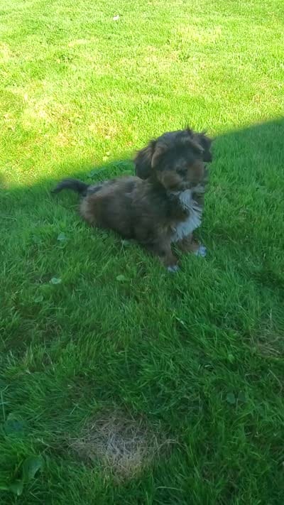 Akc Dark Red , a male Havanese for sale in Olean, NY – 10 of 10
