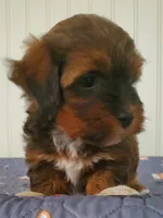 Akc  Flame , a male Havanese for sale in Olean, NY – 3 of 9