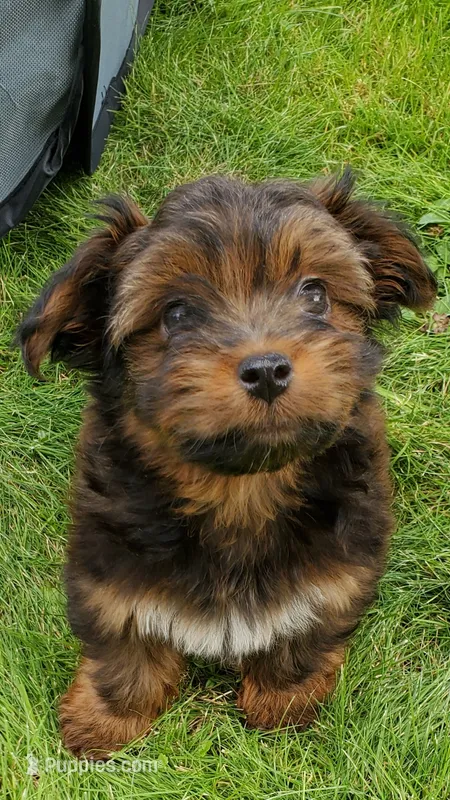 Akc Dark Red  Fire Watch Video  – Havanese puppy for sale in Olean, NY