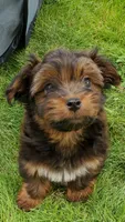 Akc Fire , a male Havanese for sale in Olean, NY – 7 of 10