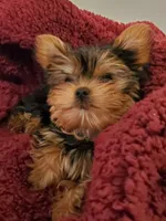 Akc pebbles , a female Yorkshire Terrier for sale in Olean, NY – 2 of 7