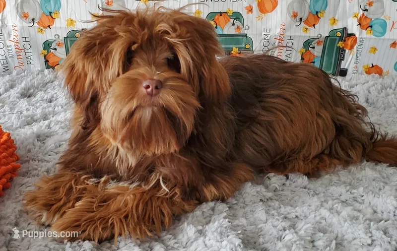 Akc  Red Puppies Coming Soon  – Havanese puppy for sale in Olean, NY