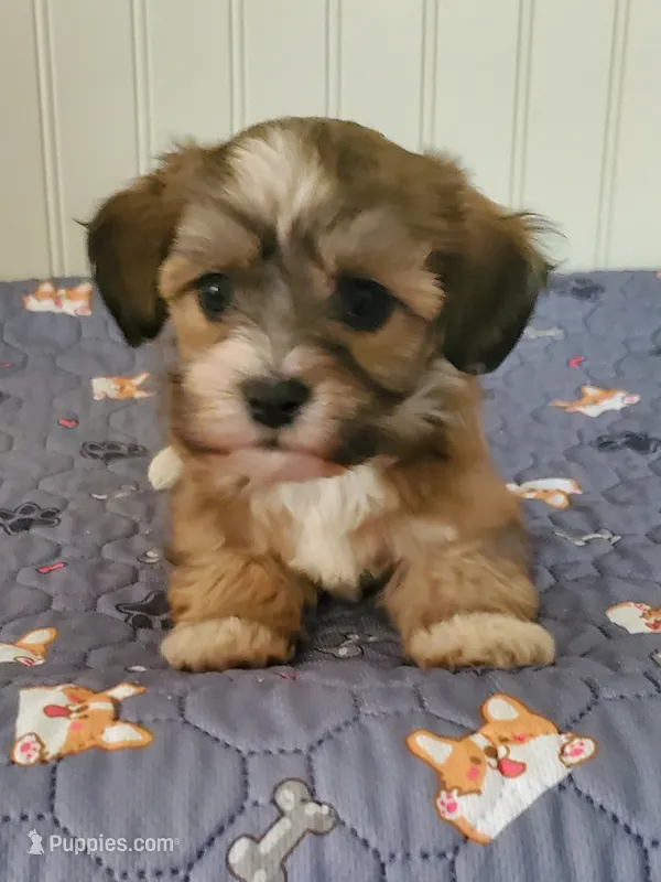 On Hold 4 Rebecca Akc Star  – Havanese puppy for sale in Olean, NY