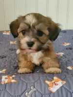 Akc Star , a female Havanese for sale in Olean, NY – 3 of 8