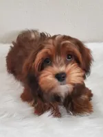 Akc Ch.Grt.Gr.Sire DarkRed , a female Havanese for sale in Olean, NY – Photo 9 of 10