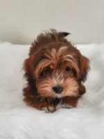 Akc Ch.Grt.Gr.Sire DarkRed , a female Havanese for sale in Olean, NY – Photo 5 of 10