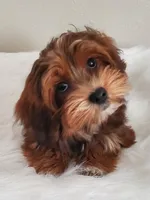 Akc Ch.Grt.Gr.Sire DarkRed , a female Havanese for sale in Olean, NY – Photo 6 of 10