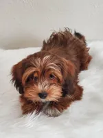 Akc Ch.Grt.Gr.Sire DarkRed , a female Havanese for sale in Olean, NY – Photo 4 of 10