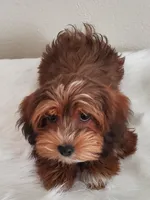 Akc Ch.Grt.Gr.Sire DarkRed , a female Havanese for sale in Olean, NY – Photo 8 of 10