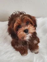 Akc Ch.Grt.Gr.Sire DarkRed , a female Havanese for sale in Olean, NY – Photo 7 of 10