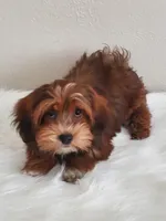 Akc Ch.Grt.Gr.Sire DarkRed , a female Havanese for sale in Olean, NY – Photo 1 of 10