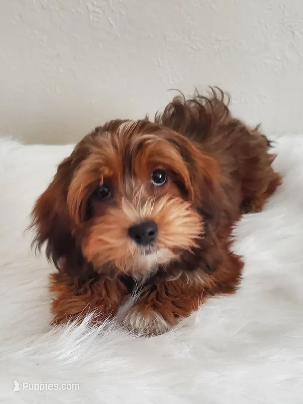 SOLD Akc Ch.Grt.Gr.Sire DarkRed – Havanese puppy for sale in Olean, NY