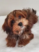 Akc Ch.Grt.Gr.Sire DarkRed , a female Havanese for sale in Olean, NY – Photo 2 of 10