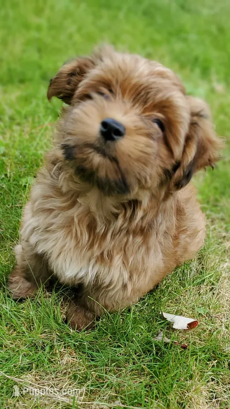 Akc Red Watch Popsicle Video  – Havanese puppy for sale in Olean, NY