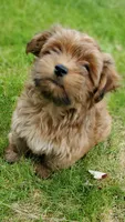 Akc Red Watch Popsicle Video , a male Havanese for sale in Olean, NY – 2 of 9