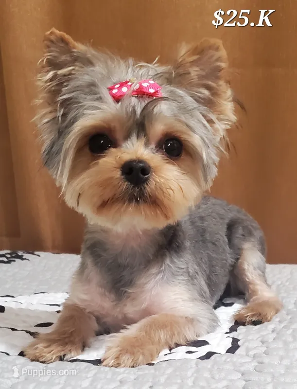 Akc 25 KARATE GOLD  – Yorkshire Terrier puppy for sale in Olean, NY