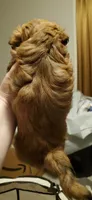 Akc Red Popsicle , a male Havanese for sale in Olean, NY – 7 of 9