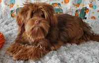 Akc Red Football , a male Havanese for sale in Olean, NY – 4 of 6