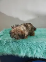 Havashu Sable , a female Havanese and Shih Tzu for sale in Olean, NY – Photo 10 of 10