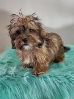 Havashu Sable , a female Havanese and Shih Tzu for sale in Olean, NY – Photo 7 of 10