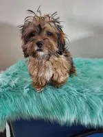 Havashu Sable , a female Havanese and Shih Tzu for sale in Olean, NY – Photo 9 of 10