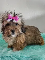 Havashu Sable , a female Havanese and Shih Tzu for sale in Olean, NY – Photo 3 of 10