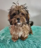 Havashu Sable , a female Havanese and Shih Tzu for sale in Olean, NY – Photo 8 of 10