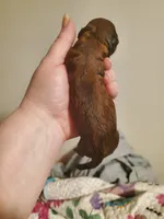Red Cherry Havapoo , a female Havapoo for sale in Olean, NY – 10 of 10