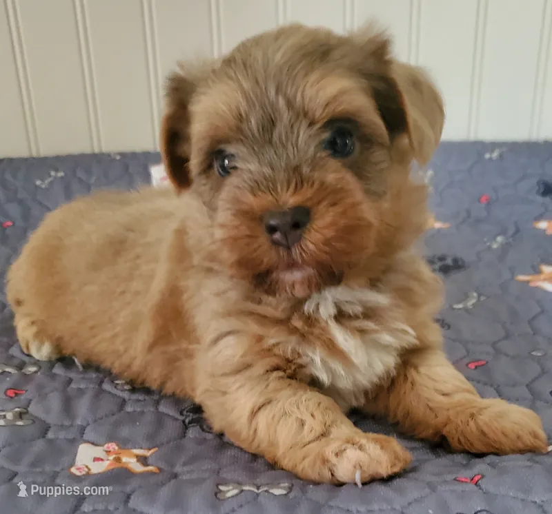 Akc Sonny  – Havanese puppy for sale in Olean, NY