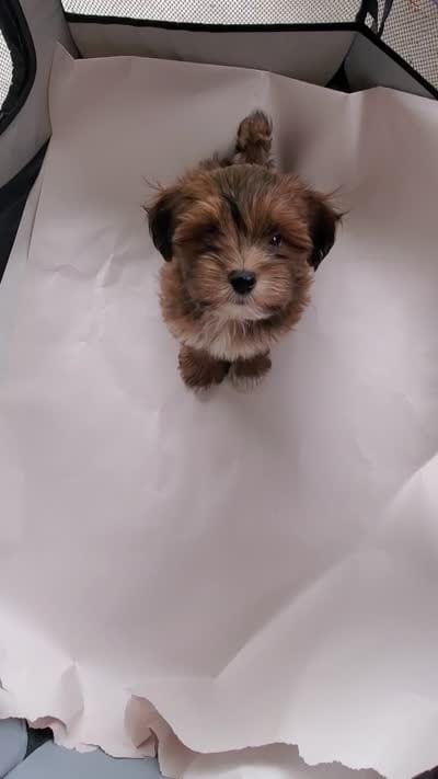 On Hold Akc Red watch video , a male Havanese for sale in Olean, NY – 9 of 9