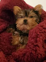 Akc pebbles , a female Yorkshire Terrier for sale in Olean, NY – 7 of 7