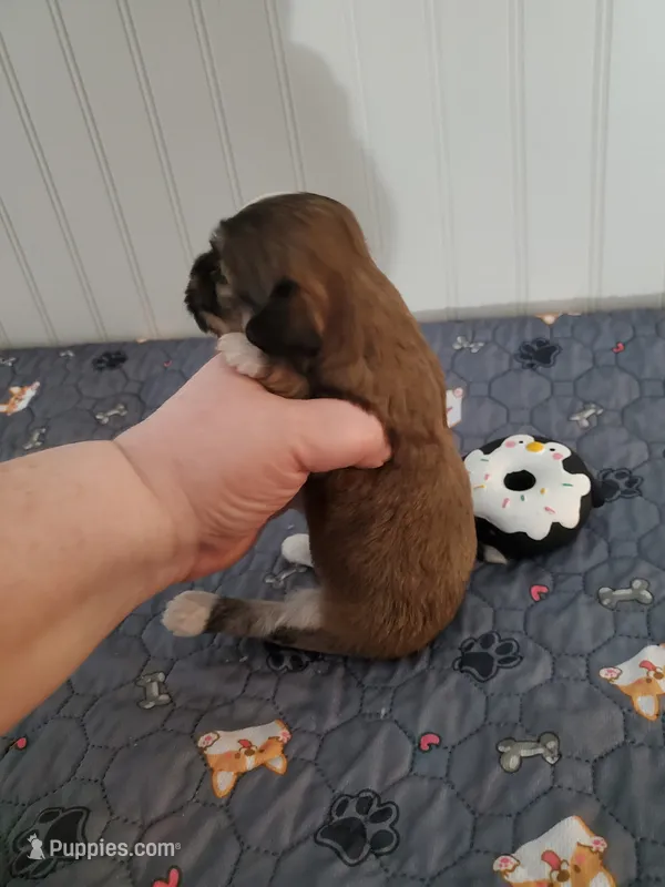Akc Ch.Grt.Gr.Sire  Red  – Havanese puppy for sale in Olean, NY